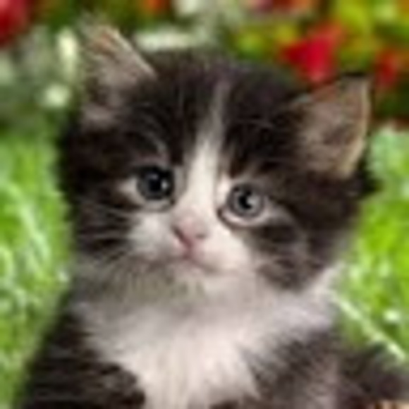 Meet your Posher, Jill - Picture 1 of 1